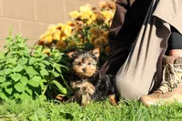 Winnie, a female Yorkshire Terrier for sale in Baltic, OH – 8 of 10
