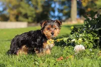 Atlas, a male Yorkshire Terrier for sale in Baltic, OH – 2 of 6