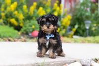 Charlie, a male Yorkipoo for sale in Baltic, OH – 6 of 7