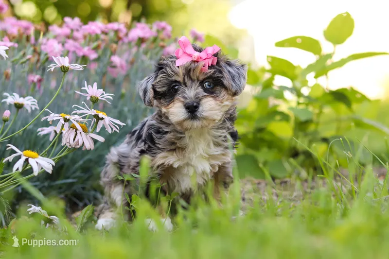 Ellie – Yorkipoo puppy for sale in Baltic, OH