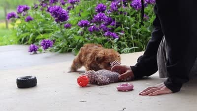 Ruby, a female Yorkipoo for sale in Baltic, OH – 8 of 8