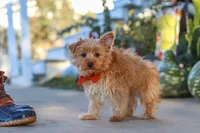Scooter, a male Yorkshire Terrier for sale in Baltic, OH – 6 of 7