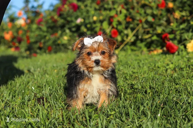 Bella – Yorkshire Terrier puppy for sale in Baltic, OH