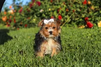 Bella, a female Yorkshire Terrier for sale in Baltic, OH – 1 of 6