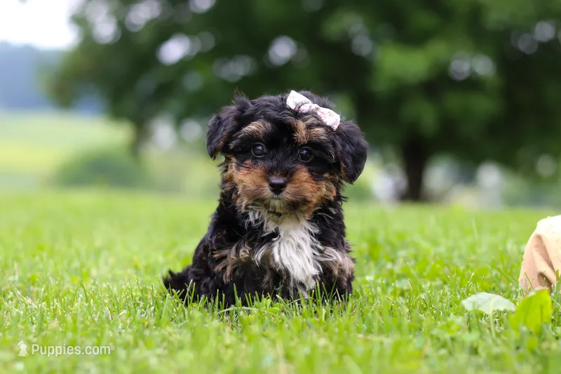 Jewel – Yorkipoo puppy for sale in Baltic, OH
