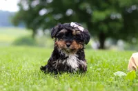 Jewel, a female Yorkipoo for sale in Baltic, OH – 1 of 6