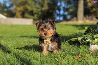 Atlas, a male Yorkshire Terrier for sale in Baltic, OH – 5 of 6
