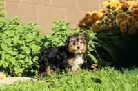 Riley , a male Yorkshire Terrier for sale in Baltic, OH – 2 of 10