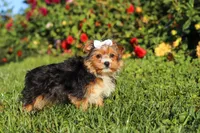 Bella, a female Yorkshire Terrier for sale in Baltic, OH – 3 of 6