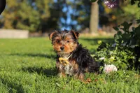 Atlas, a male Yorkshire Terrier for sale in Baltic, OH – 3 of 6