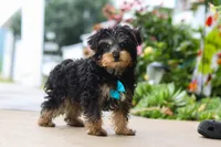 Charlie, a male Yorkipoo for sale in Baltic, OH – 5 of 6
