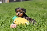 Lincoln, a male Yorkipoo for sale in Baltic, OH – 7 of 9