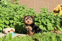 Winnie, a female Yorkshire Terrier for sale in Baltic, OH – 3 of 10