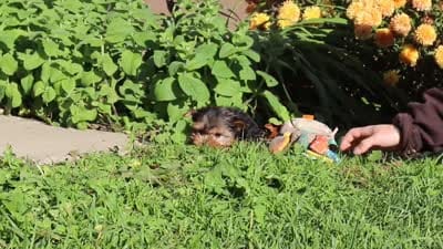 Winnie, a female Yorkshire Terrier for sale in Baltic, OH – 10 of 10