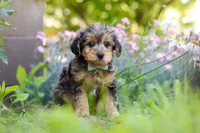 Lincoln, a male Yorkipoo for sale in Baltic, OH – 3 of 9