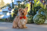 Scooter, a male Yorkshire Terrier for sale in Baltic, OH – 5 of 7
