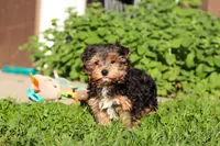 Leo , a male Yorkshire Terrier for sale in Baltic, OH – 8 of 9