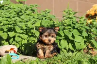 Winnie, a female Yorkshire Terrier for sale in Baltic, OH – 5 of 10