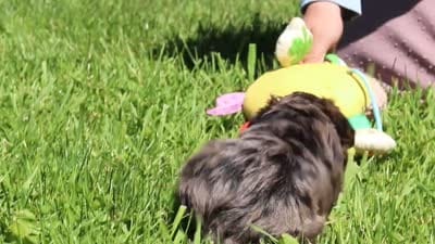 Lincoln, a male Yorkipoo for sale in Baltic, OH – 9 of 9