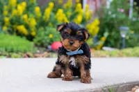 Bear, a male Yorkshire Terrier for sale in Baltic, OH – 2 of 7