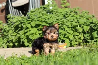Winnie, a female Yorkshire Terrier for sale in Baltic, OH – 9 of 10