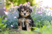 Sadie, a female Yorkipoo for sale in Baltic, OH – 6 of 10