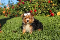 Bella, a female Yorkshire Terrier for sale in Baltic, OH – 4 of 6