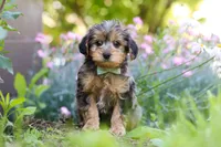 Lincoln, a male Yorkipoo for sale in Baltic, OH – 2 of 9
