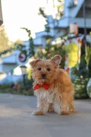 Scooter, a male Yorkshire Terrier for sale in Baltic, OH – 4 of 7