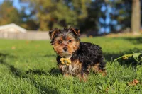 Atlas, a male Yorkshire Terrier for sale in Baltic, OH – 4 of 6