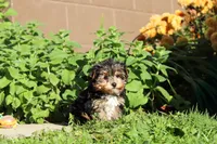 Riley , a male Yorkshire Terrier for sale in Baltic, OH – 4 of 10