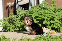 Riley , a male Yorkshire Terrier for sale in Baltic, OH – 10 of 10