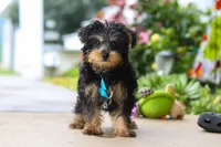 Charlie, a male Yorkipoo for sale in Baltic, OH – 2 of 6