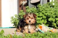 Bella, a female Yorkshire Terrier for sale in Baltic, OH – 4 of 8