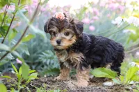 Sadie, a female Yorkipoo for sale in Baltic, OH – 5 of 10