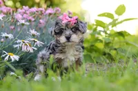 Ellie, a female Yorkipoo for sale in Baltic, OH – 5 of 8