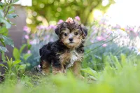 Sadie, a female Yorkipoo for sale in Baltic, OH – 2 of 10