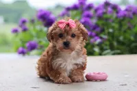 Ruby, a female Yorkipoo for sale in Baltic, OH – 5 of 8