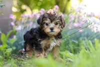 Sadie, a female Yorkipoo for sale in Baltic, OH – 1 of 10