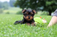 Bear, a male Yorkshire Terrier for sale in Baltic, OH – 5 of 7