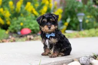 Charlie, a male Yorkipoo for sale in Baltic, OH – 4 of 7
