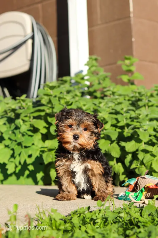Leo , a male Yorkshire Terrier for sale in Baltic, OH – 1 of 9