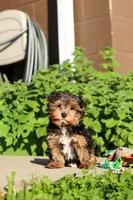 Leo , a male Yorkshire Terrier for sale in Baltic, OH – 1 of 9