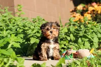 Leo , a male Yorkshire Terrier for sale in Baltic, OH – 5 of 9