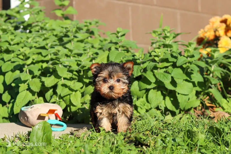 Winnie – Yorkshire Terrier puppy for sale in Baltic, OH