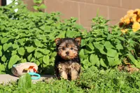 Winnie, a female Yorkshire Terrier for sale in Baltic, OH – 1 of 10