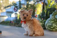 Scooter, a male Yorkshire Terrier for sale in Baltic, OH – 2 of 7