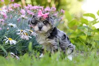 Ellie, a female Yorkipoo for sale in Baltic, OH – 6 of 8