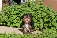 Riley , a male Yorkshire Terrier for sale in Baltic, OH – 5 of 10