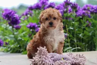 Ruby, a female Yorkipoo for sale in Baltic, OH – 6 of 8